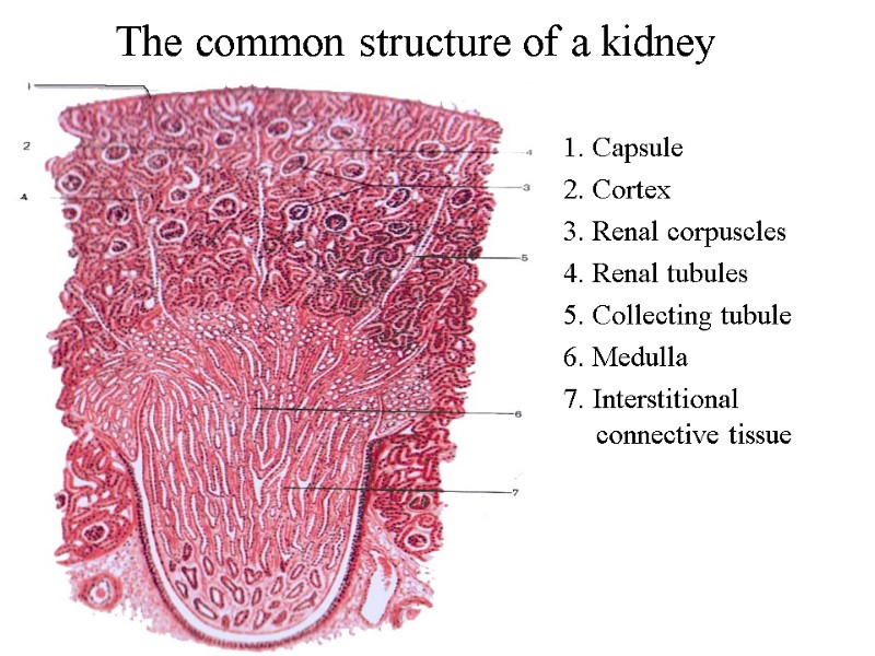The common structure of a kidney      1. Capsule 2.